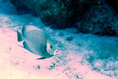 picture by Dennis Baxter of diving with Scuba Libre, Playa del Carmen