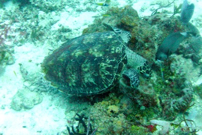picture by Richard and Richie Dawson of diving with Scuba Libre, Playa del Carmen