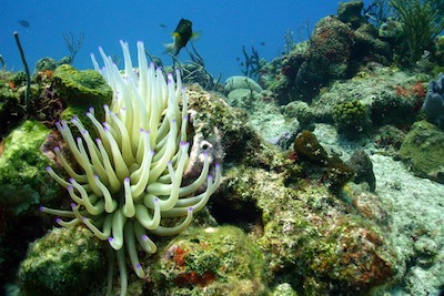 picture by Trevor Hellawell of diving with Scuba Libre, Playa del Carmen