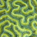 picture of a brain coral, Playa del Carmen, Scuba Libre
